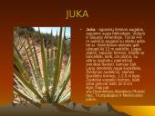 Dykumų augalai 7 puslapis