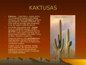 Dykumų augalai 8 puslapis