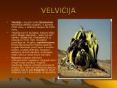 Dykumų augalai 9 puslapis