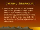 Dykumų augalai 10 puslapis