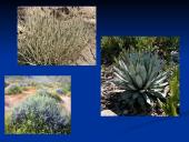 Dykuma: kraštovaizdis, paplitimas, kovos būdai 16 puslapis