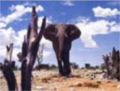 Dykumų kraštovaizdžiai 4 puslapis