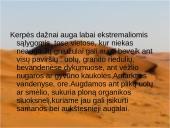 Dykumų kraštovaizdžiai 5 puslapis