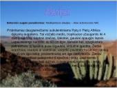 Dykumų kraštovaizdžiai 7 puslapis