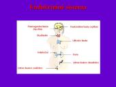 Endokrininių liaukų vystymosi anomalijos 2 puslapis