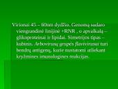 Flaviviridae šeima 7 puslapis