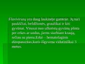 Flaviviridae šeima 9 puslapis