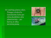 Flaviviridae šeima 10 puslapis