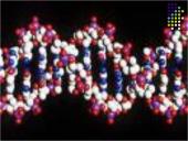 Genetikos sąvokos 14 puslapis