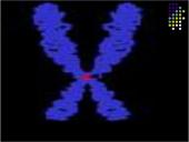 Genetikos sąvokos 5 puslapis