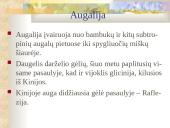 Kinija bei Kinijos gamta 9 puslapis