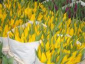 Olandijos geografinės ypatybės 8 puslapis