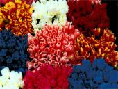 Olandijos geografinės ypatybės 9 puslapis