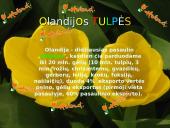 Olandijos aprašymas 7 puslapis