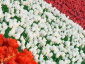 Olandijos aprašymas 8 puslapis