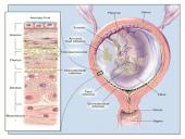 Perinatalinė infekcija 6 puslapis