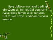 Pietryčių Azijos ypatumai 11 puslapis