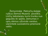 Pietryčių Azijos ypatumai 13 puslapis