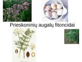 Prieskoninių augalų fitoncidai
