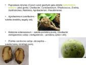 Prieskoninių augalų fitoncidai 12 puslapis