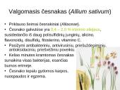 Prieskoninių augalų fitoncidai 4 puslapis