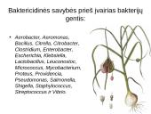 Prieskoninių augalų fitoncidai 5 puslapis