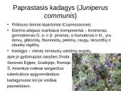 Prieskoninių augalų fitoncidai 6 puslapis