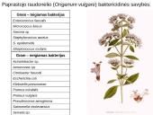 Prieskoninių augalų fitoncidai 10 puslapis