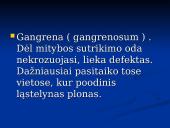 Rožė medicinoje 8 puslapis