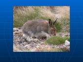 Rūšių pasiskirstymas areale 12 puslapis