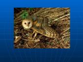 Rūšių pasiskirstymas areale 15 puslapis