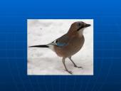 Rūšių pasiskirstymas areale 17 puslapis