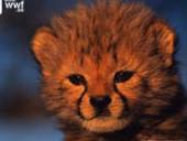 Rūšių pasiskirstymas areale 20 puslapis