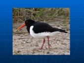 Rūšių pasiskirstymas areale 4 puslapis