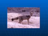 Rūšių pasiskirstymas areale 8 puslapis