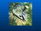 Rūšių pasiskirstymas areale 10 puslapis