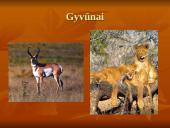 Savanos aprašymas 6 puslapis