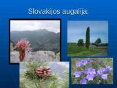 Viskas apie Slovakiją 15 puslapis