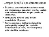 Specifinės struktūros chromosomos 12 puslapis