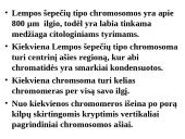 Specifinės struktūros chromosomos 14 puslapis