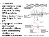 Specifinės struktūros chromosomos 15 puslapis