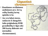 Specifinės struktūros chromosomos 3 puslapis