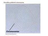Specifinės struktūros chromosomos 4 puslapis