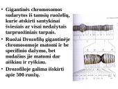 Specifinės struktūros chromosomos 6 puslapis