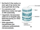 Specifinės struktūros chromosomos 7 puslapis