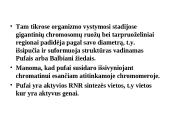 Specifinės struktūros chromosomos 8 puslapis