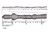 Specifinės struktūros chromosomos 9 puslapis