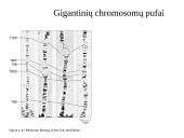 Specifinės struktūros chromosomos 10 puslapis
