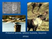 Šiaurės Amerikos žemyno fauna, flora ir bioištekliai 14 puslapis