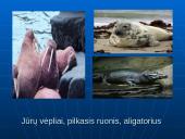 Šiaurės Amerikos žemyno fauna, flora ir bioištekliai 17 puslapis